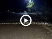 ராட்சச மலைப்பாம்பு ..!! அசால்டாக வீடியோ எடுத்த நபர் ..!!