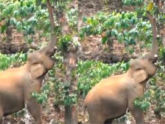 பழம் நல்லா இருக்கு தம்பி..!! அண்ணன் எடுத்துக்கிட்டேன் சரியா.. வரட்டா மாமு..!!