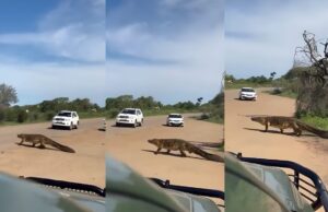 திடீரென்று சாலையில் ராட்சச உருவில் ஒரு மிருகம்..!! பயத்தில் நடுங்கி வாகனத்தை நிறுத்திய ஓட்டுனர்கள்.. இணையத்தில் வைரலாகும் வீடியோ..!!